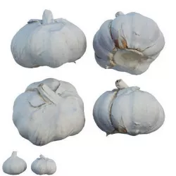 Garlic 3D model
