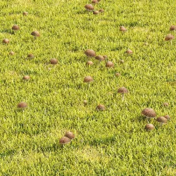 Grass Lawn with Mushroom 3D model