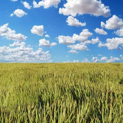 Grass - Low Poly - High Quality - Grass Field Low-poly 3D model