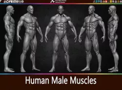 Highly Detailed Human Male Muscles Low-poly 3D model