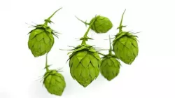 Hops Nurbs Model 3D model