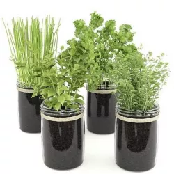Kitchen Plants Set04 3D model