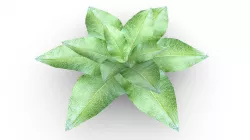 Leafy Plant Low-poly 3D model