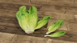 realistic lettuce 3d models 【 STLFinder