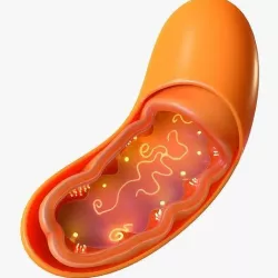 Mitochondria inside of bacterium 3D model