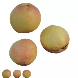 Peach 02 3D model