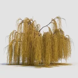 weeping willow tree 3D model