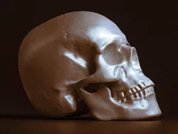 3D scanned male skull 3D model