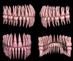 Anatomic Teeth with Roots Upper Lower Arch 3D Model Low-poly 3D model