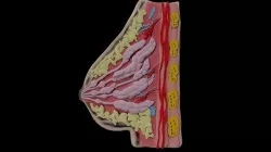 Anatomy of breast 3D model