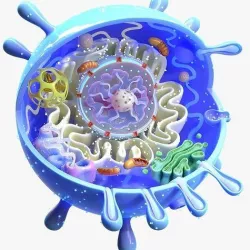 Animal Cell 3D model