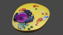 Animal Cell structure cross section Low-poly 3D model