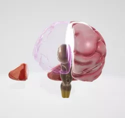 Brain 3D model