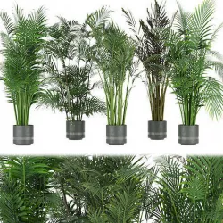 Collection plant vol 307 - indoor- palm - leaf 3D model