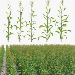 Corn field 3D model
