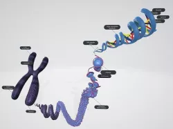 DNA Structure 3D model