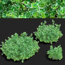 Euonymus Fortunei Emerald Gaiety 3D model