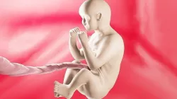Fetus Low-poly 3D model