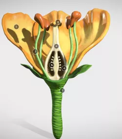 Flower cross section Low-poly 3D model
