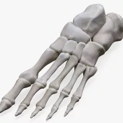 Foot Bone Anatomy Low-poly 3D model