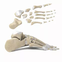 Foot Bones with Ligaments 3D model