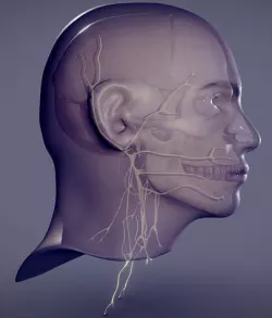 Head Skull Cranial Nerves Low-poly 3D model
