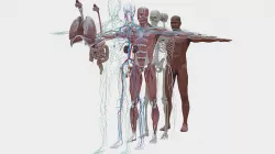 human 3D model