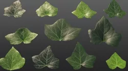 Ivy leaf textures - hedera helix Texture