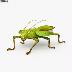 Jungle Nymph HD 3D model