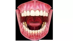 Mouth Teeth Tongue gums Low-poly 3D model