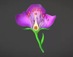Parts Of A Flower Cross Section 3D model