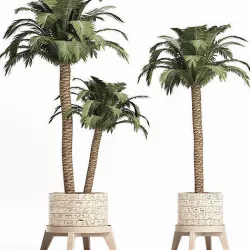 Plants Collection 159 Egyptian Plants 3D model