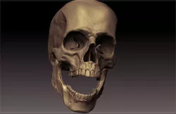 Skull Scientific 3D model