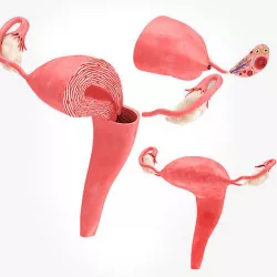Uterus with Anatomic-Cut 3D model