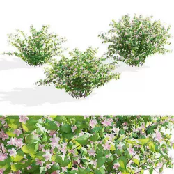  Weigela florida 3D model