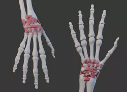 Wrist Joint Ligaments 3D model