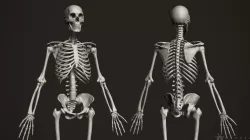 3D Human Skeleton 3D model