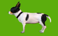 Chihuahua 3D model