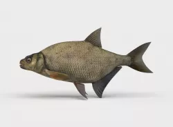 Common Bream Fish Abramis Brama 3D model