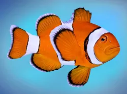 Fish Amphiprion percula Low-poly  3D model