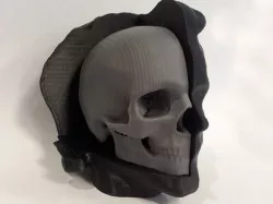 Head with Cut-Away Skull