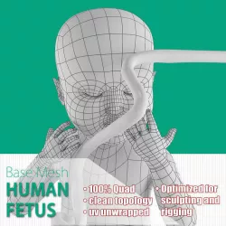 Human Fetus Low-poly  3D model