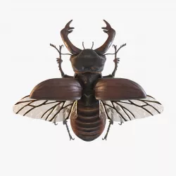 Licanus Cervus Stag Beetle 3D Model no Rig Low-poly  3D model