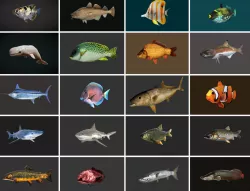 Low poly Fish Collection Animated - Game Ready Pack 1 Low-poly  3D model