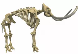 Mammoth Skeleton 3D model