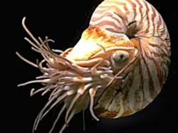 Nautilus
