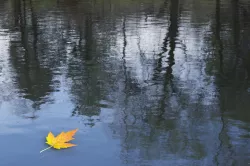 Yellow Maple Leaf