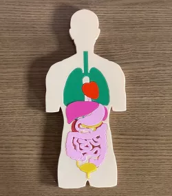 Anatomy Didactic Puzzle for kids
