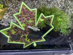 Aquarium Feeding Floating Ring