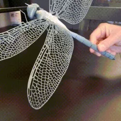 Dragonfly